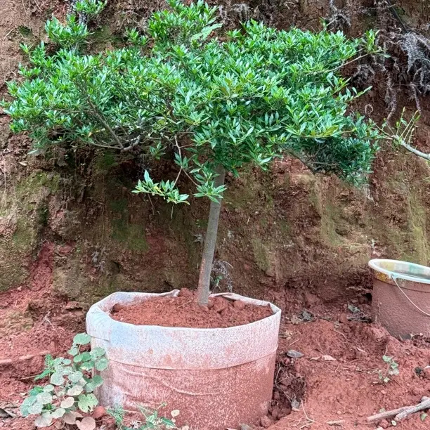 精品老桩小叶雀舌栀子花