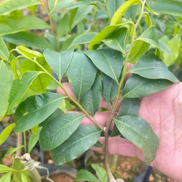 金钱豹嫁接小苗（纯正），基地直发