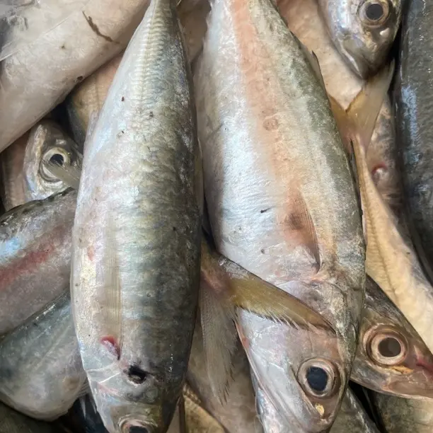 全国包邮 野生海捕新鲜白面鱼青甘鱼 广东阳江海陵岛发货