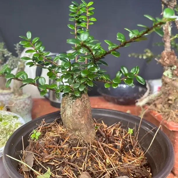 红花米叶五翅梅（一物一拍，请勿私拍）