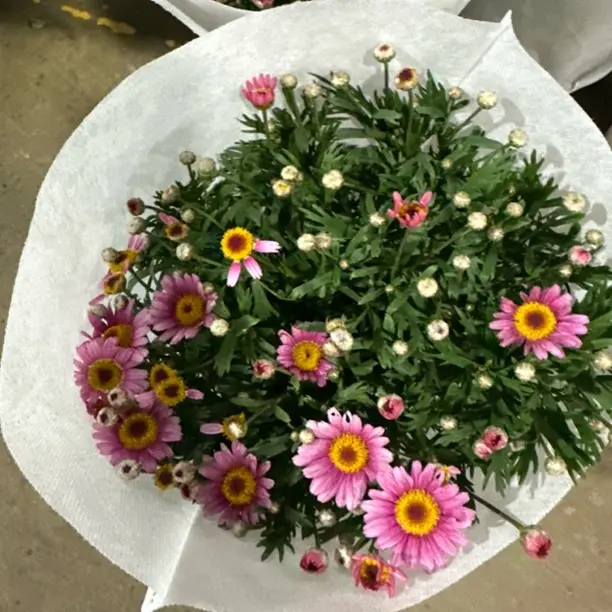 玛格丽特盆栽颜色多花期长阳台庭院好养花卉