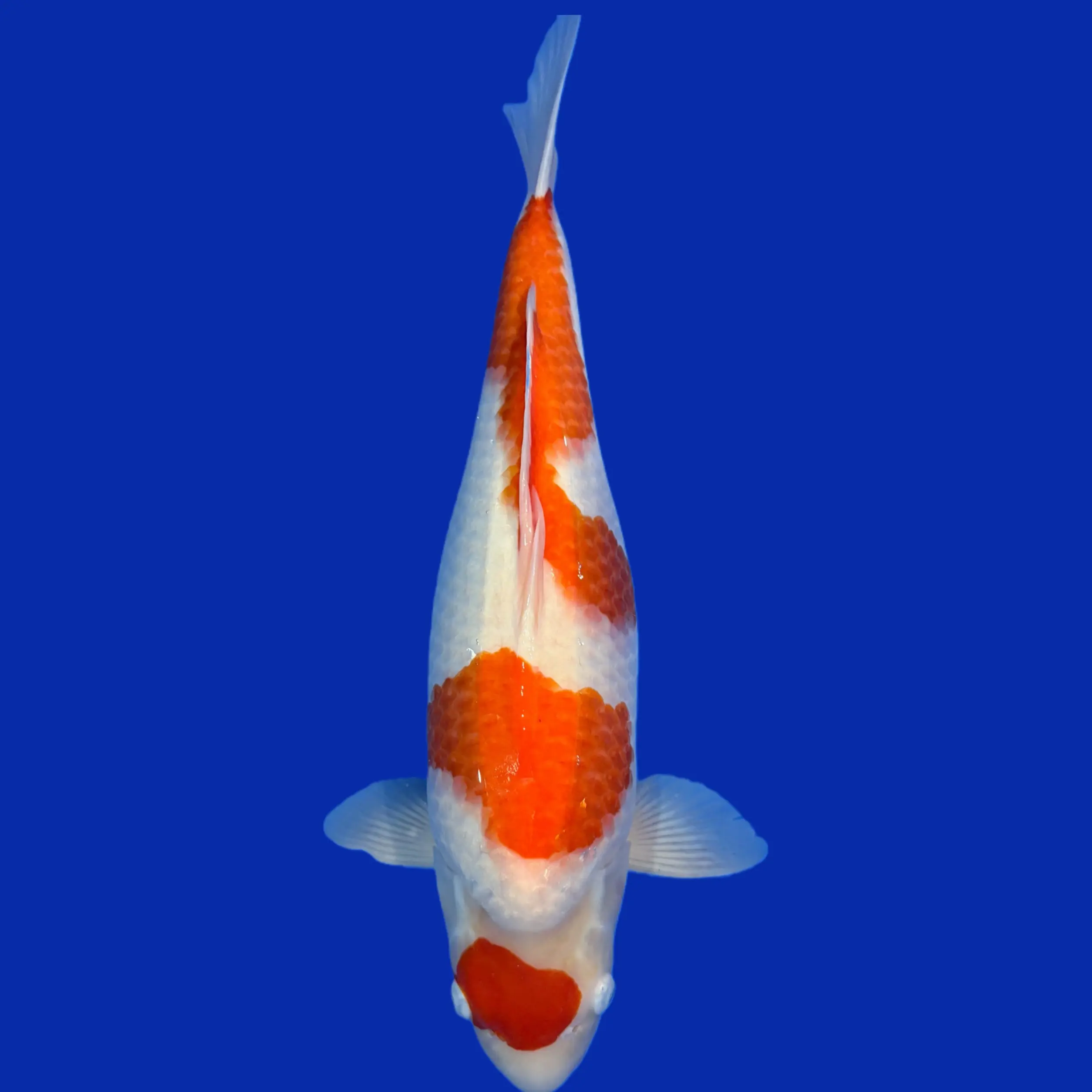 红白三色锦鲤冷水观赏鱼好养耐活招财淡水鱼活体小鱼苗