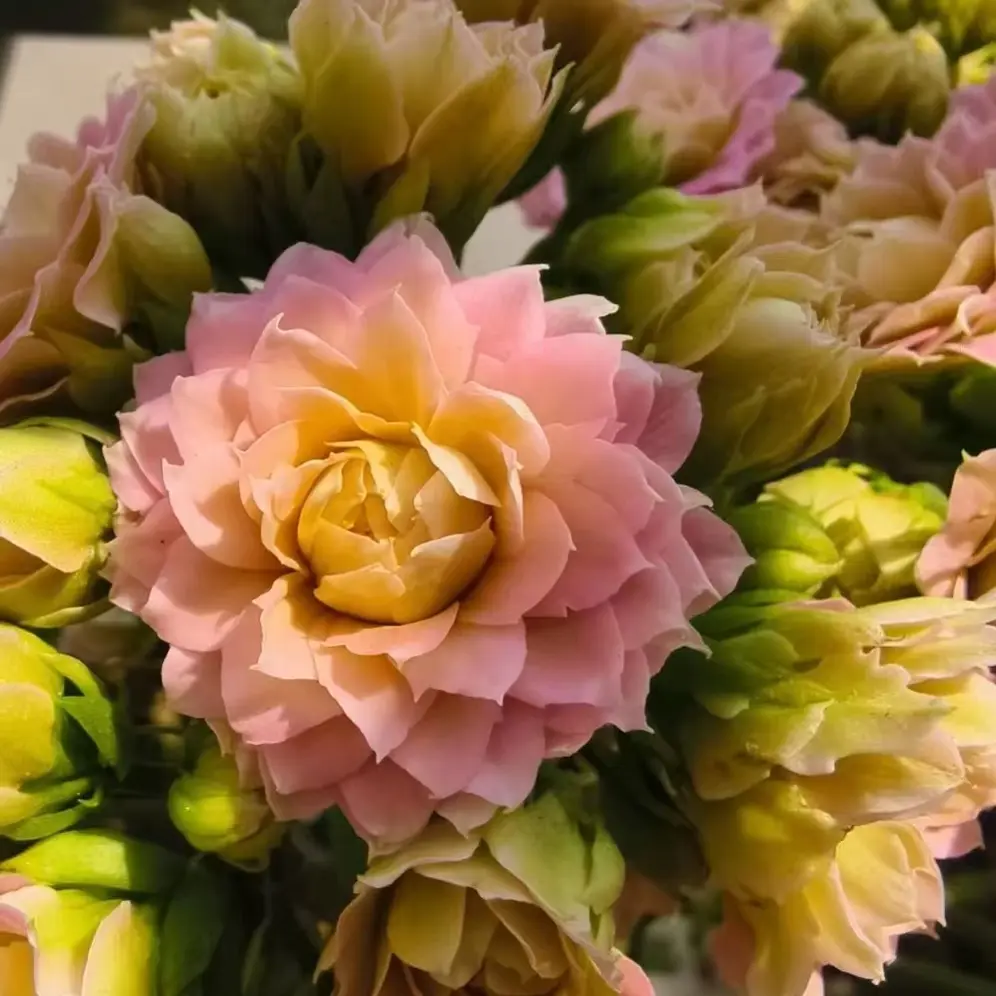 长寿花 （阳光粉) 110盆  稀有品种