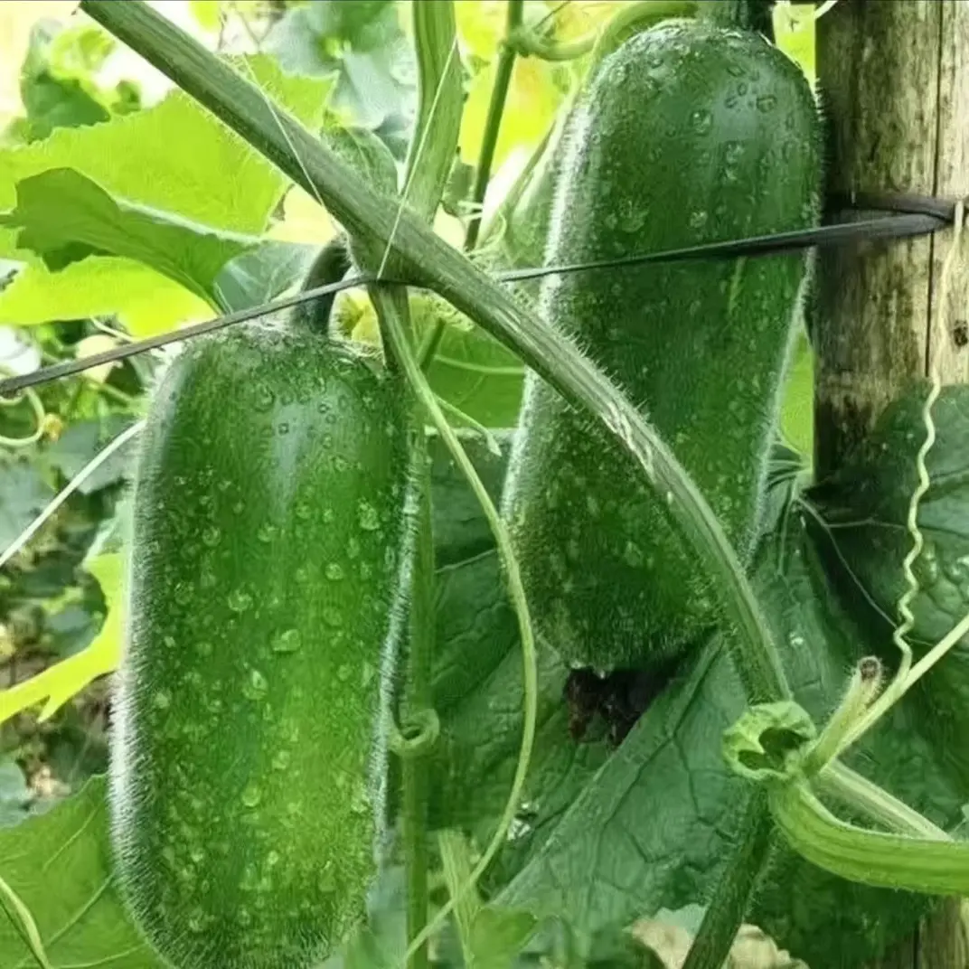 山东迷你小冬瓜新鲜应季蔬菜精选采摘现摘现发