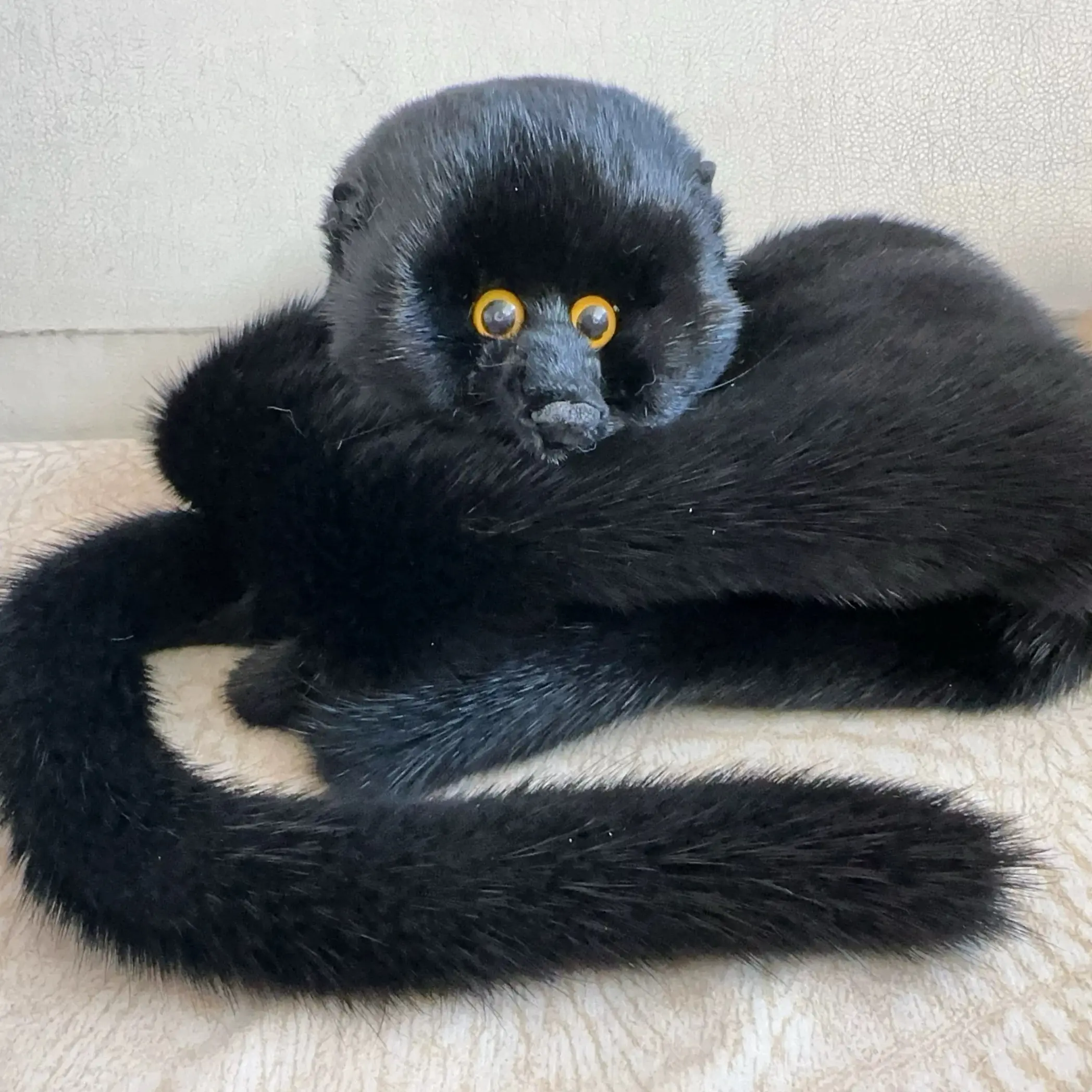 进口黑色整皮水貂围脖围巾