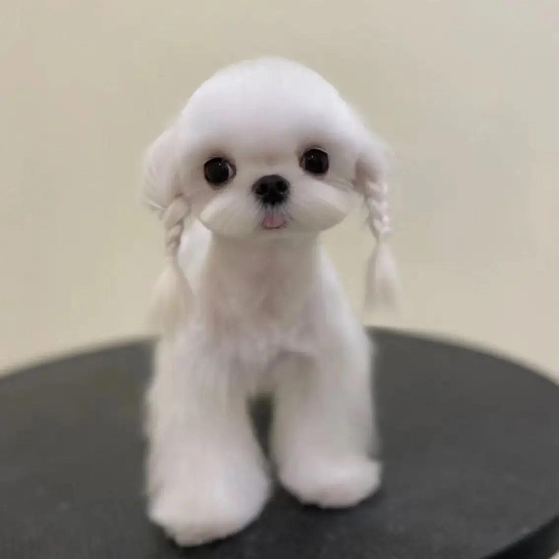 广西在售各种小型白色卷毛比熊幼犬价格低至一千元快来关注了解