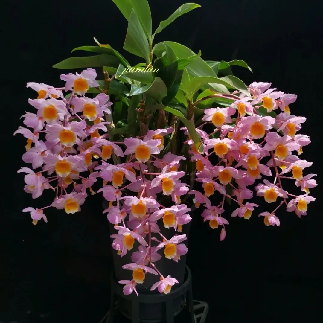 红灯笼石斛兰盆栽开花清香室内阳台办公室花卉绿植