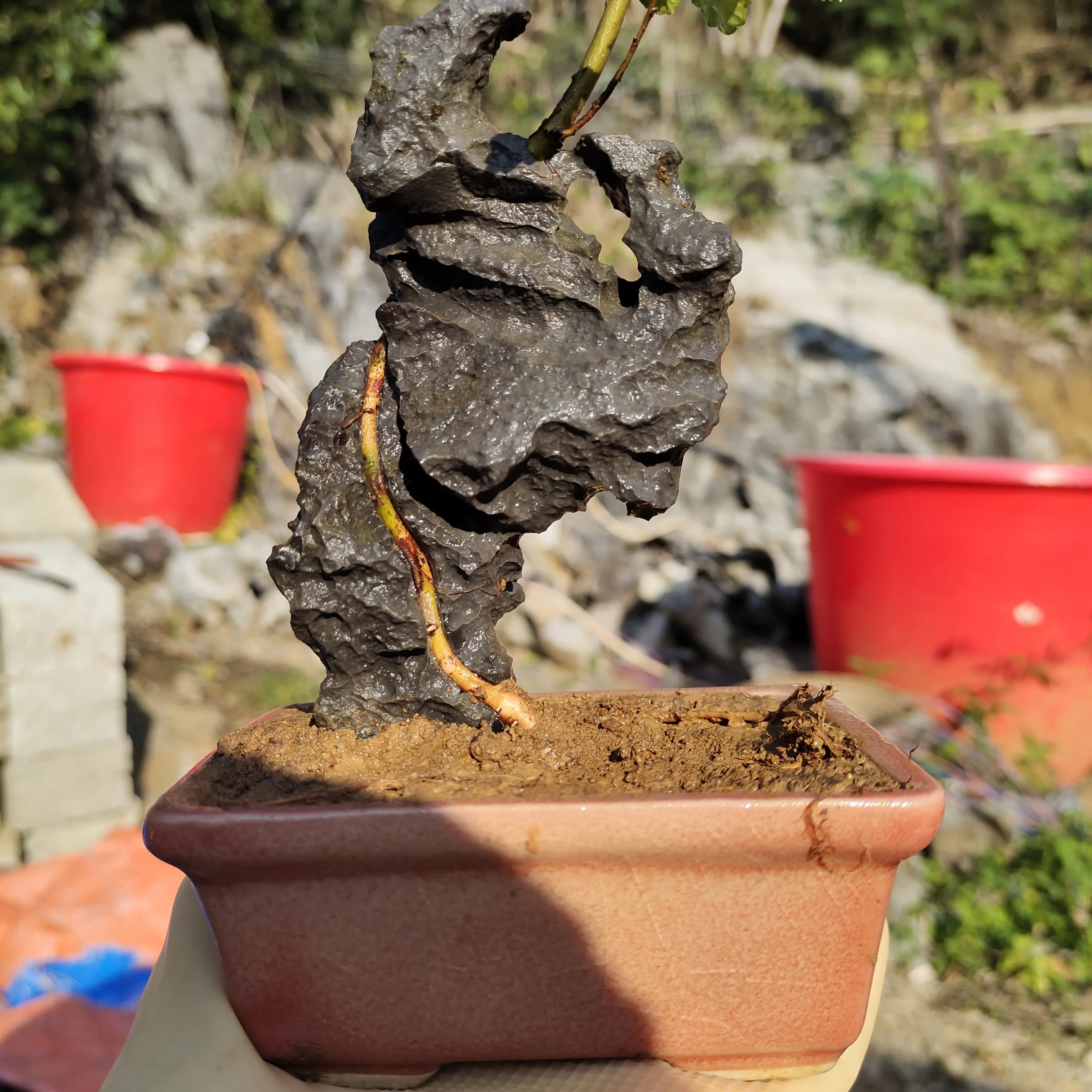 附石盆景直播专用连接一物一拍