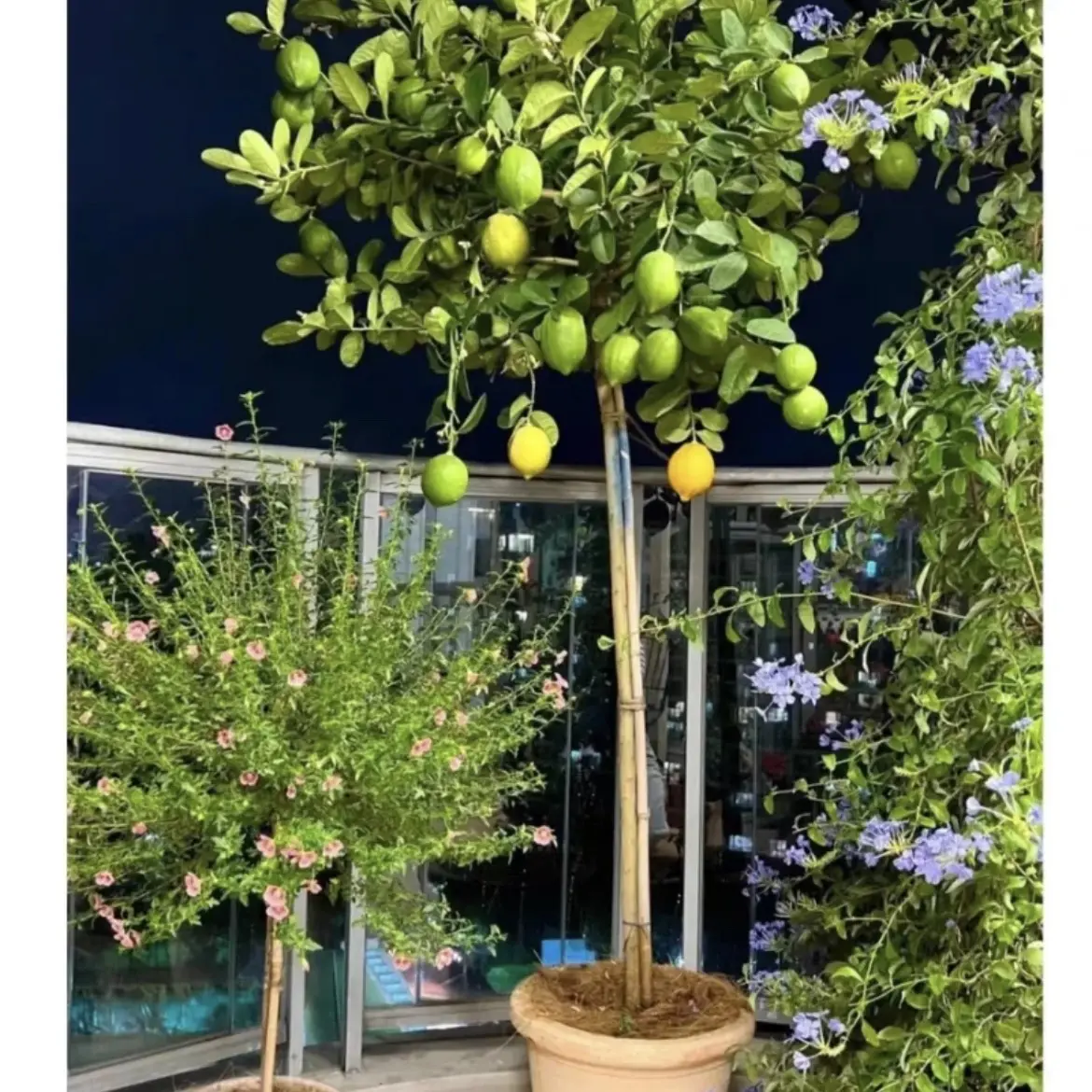 绿植一物一拍 一物一拍