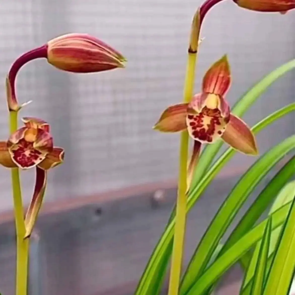 精品兰花直播专用链接（一物品一拍，禁止私拍）