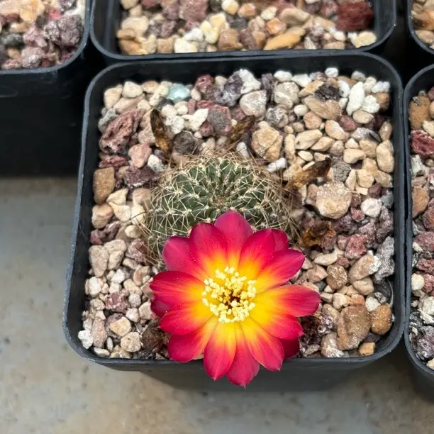 仙人球沟宝山，侧芽扦插繁殖，冠幅3.5，根系健康，带盆发货