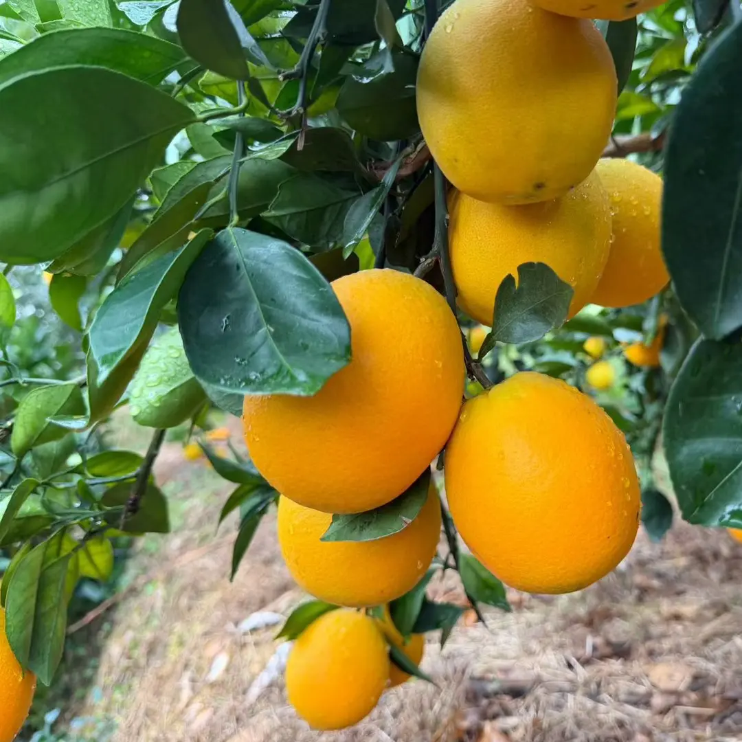正宗江西赣南脐橙新鲜现摘水果送人佳品