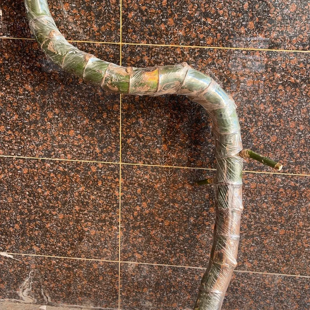 小叶簕竹生桩盆栽室内外四季常青好养易活盆景