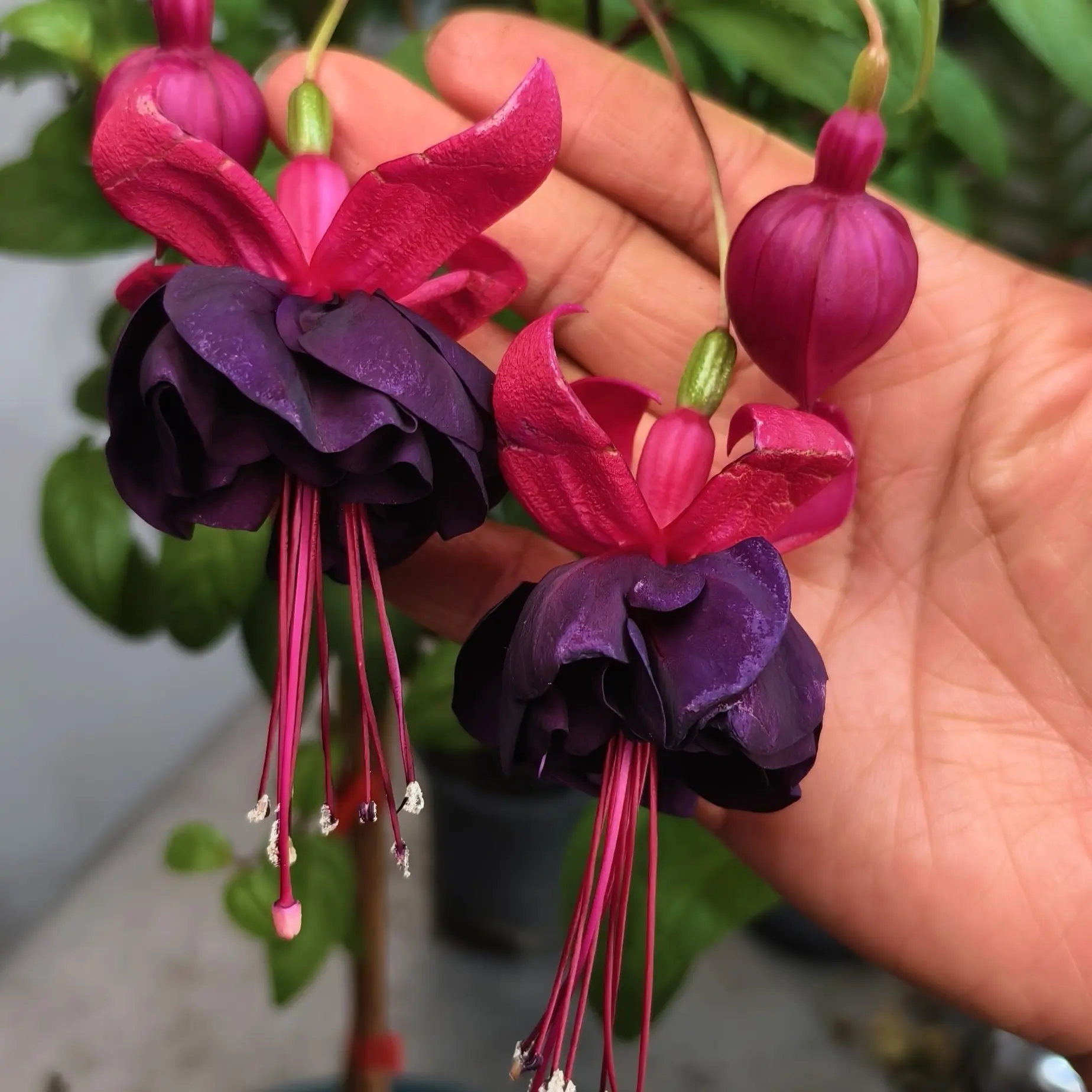 精品倒挂金钟灯笼花多年生多季节花量大易养护
