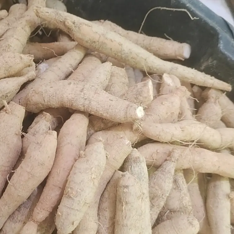 高山土特产新鲜牛大力薯