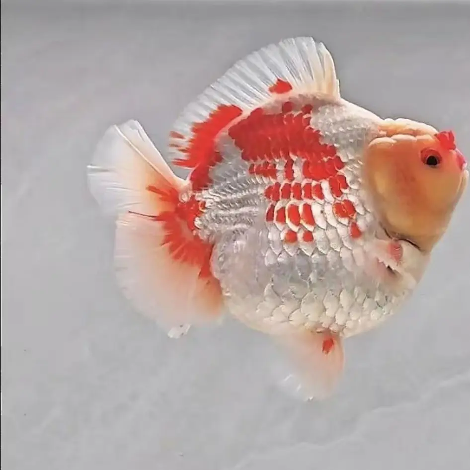 原塘直发多种品种观赏金鱼包括兰寿鎏金等直播间马印灯效果