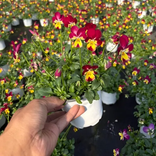 小兔子角堇盆栽带花苞耐寒好养阳台庭院花卉植物