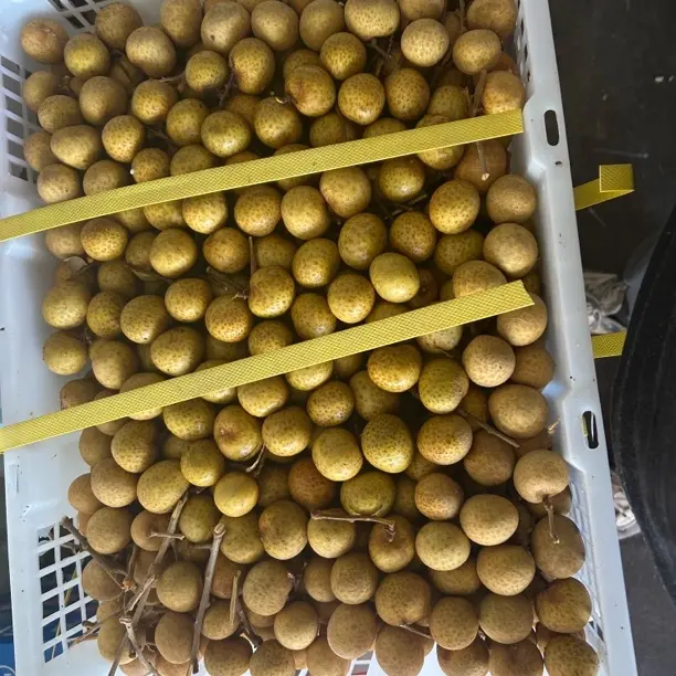 越南新鲜桂圆当季水果一份
