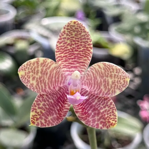 4.5 美琪兰园墨彩红豆杉 蜡质圆润饱满花型  有香