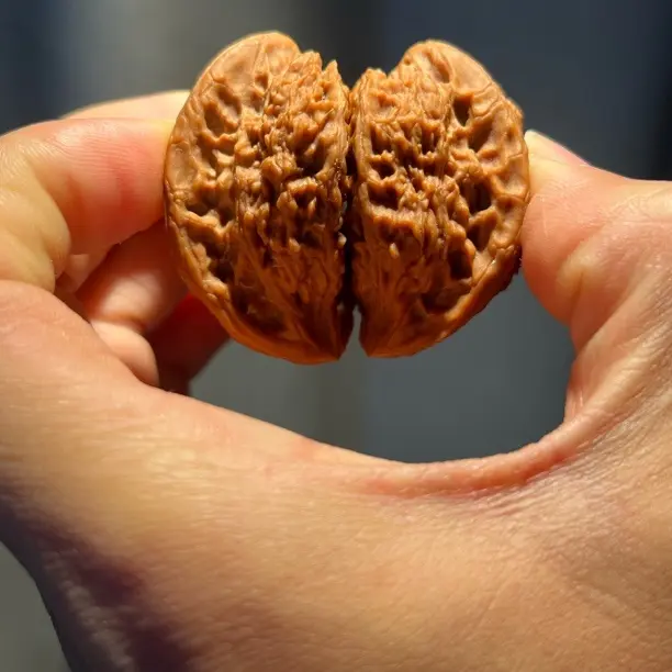 南疆南将半壁飞蛇全品