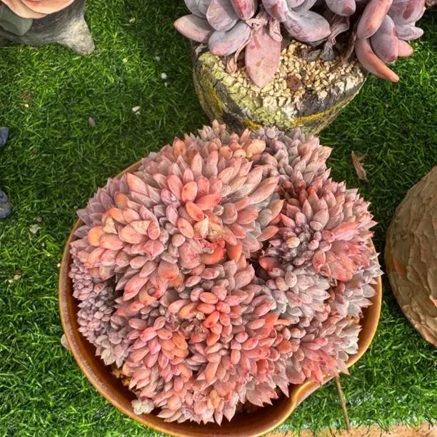 星影缀化多肉植物云南基地直发阳台庭院绿植盆栽精控型好养易活