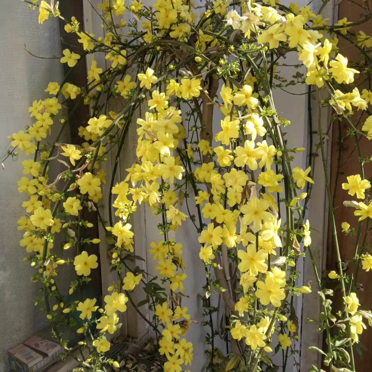 【探春花】一物一拍多年生老桩花开如瀑布