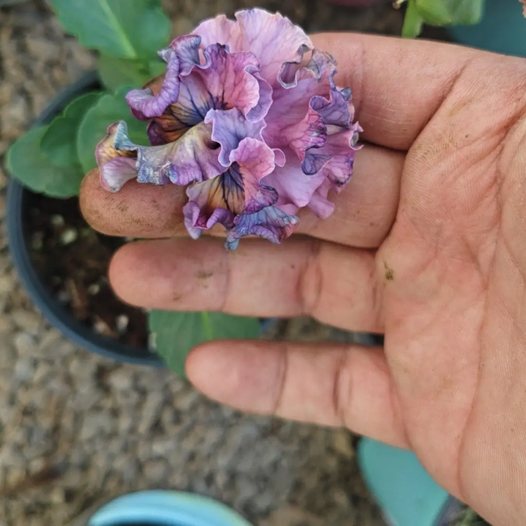 德古拉礼服洛可可中毒色礼服日本礼服