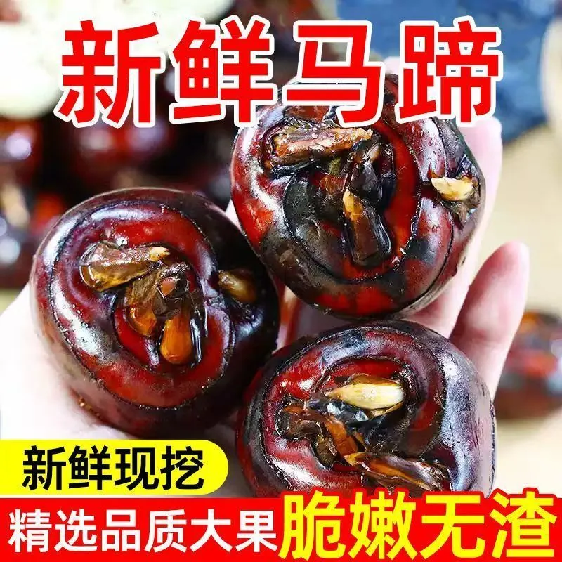 【只卖大果马蹄】正宗广西马蹄新鲜马蹄荸荠特大果农家特产马蹄果