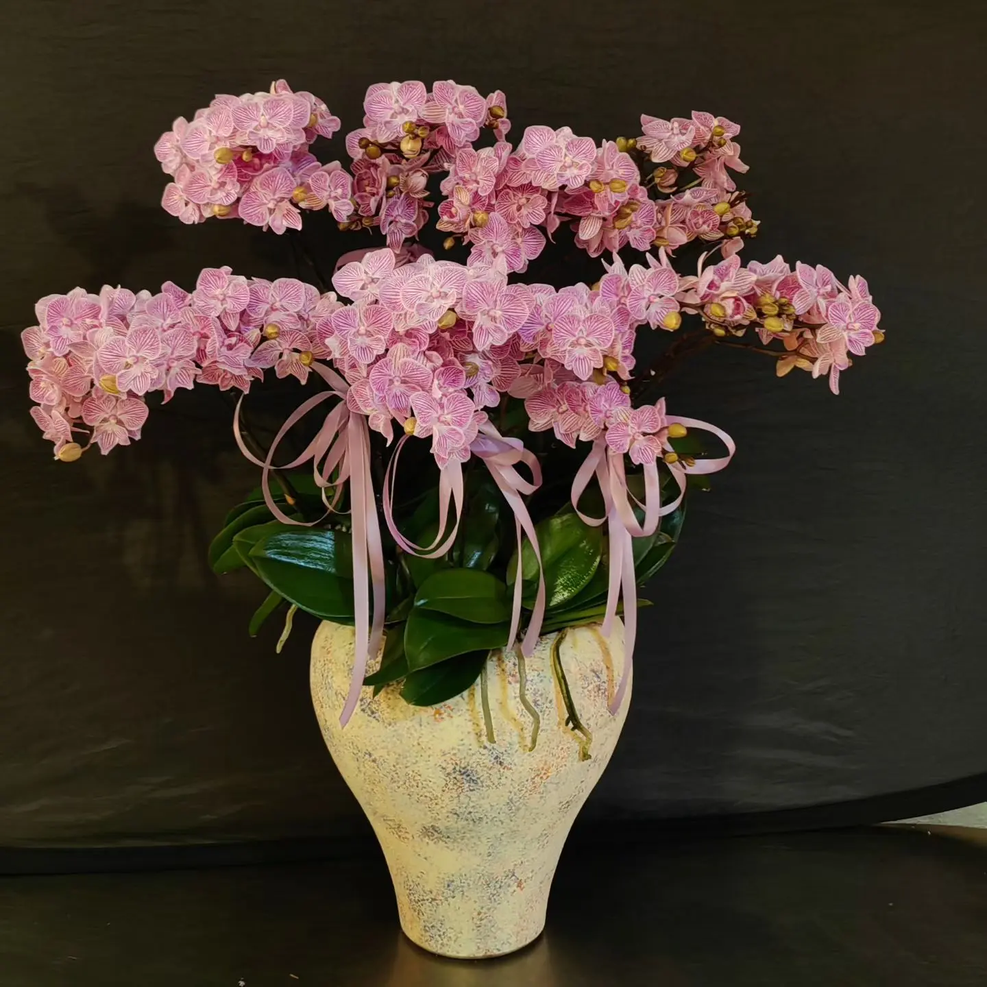 浓香型带花剑蝴蝶兰四季开花适合室内盆栽