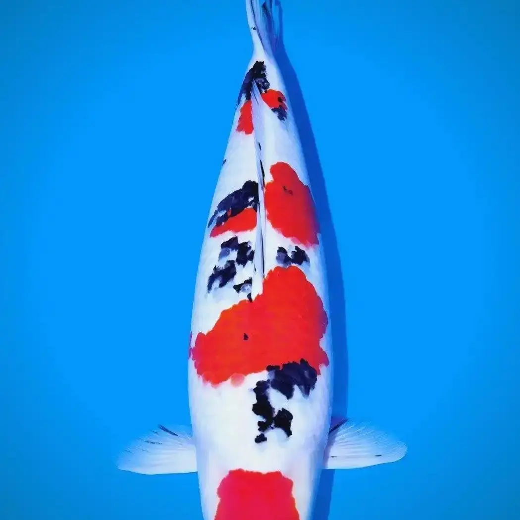 精品锦鲤红白昭和三色冷水观赏鱼自家产