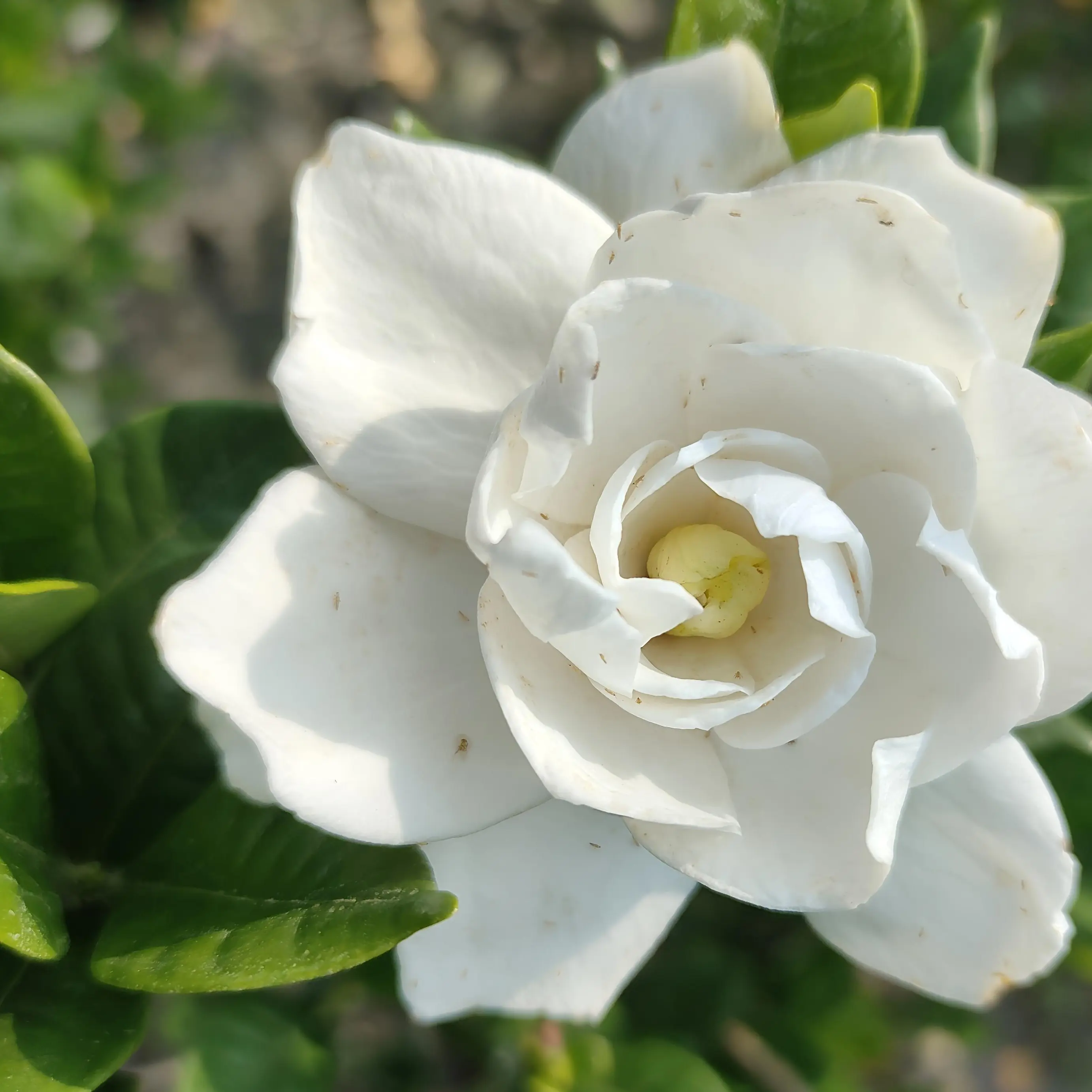 重瓣稀有浓香法莲栀子花室内外绿植花卉