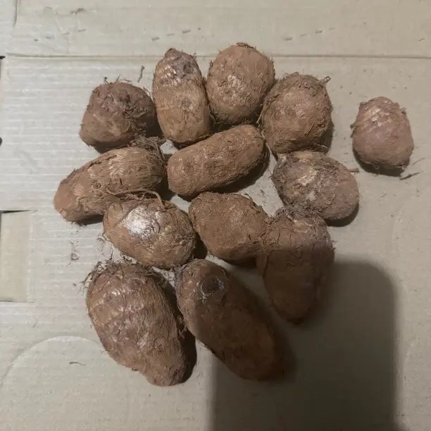 贵州老品种乌芋头白芋头混合