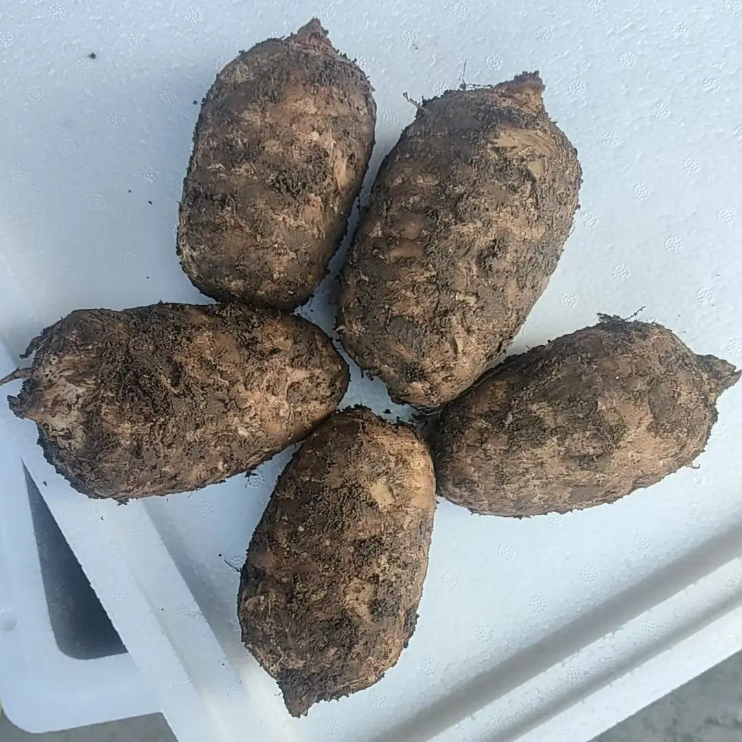 云南小草坝新鲜现挖仿野生乌天麻适合食用送礼