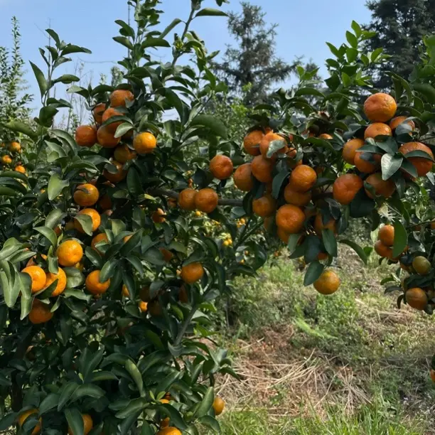新鲜当季现摘湖南大瑶山高山沙糖桔清甜无渣孕妇水果整箱包邮