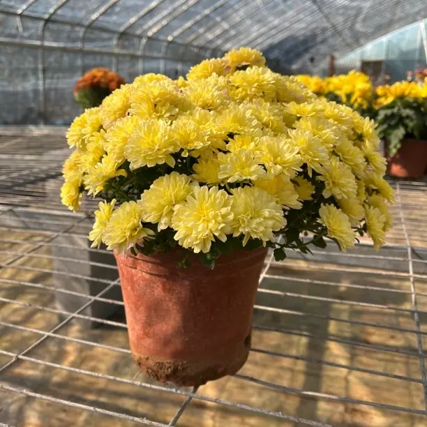 千头菊盆栽带花苞四季开花多年生耐热耐寒适合阳台庭院种植