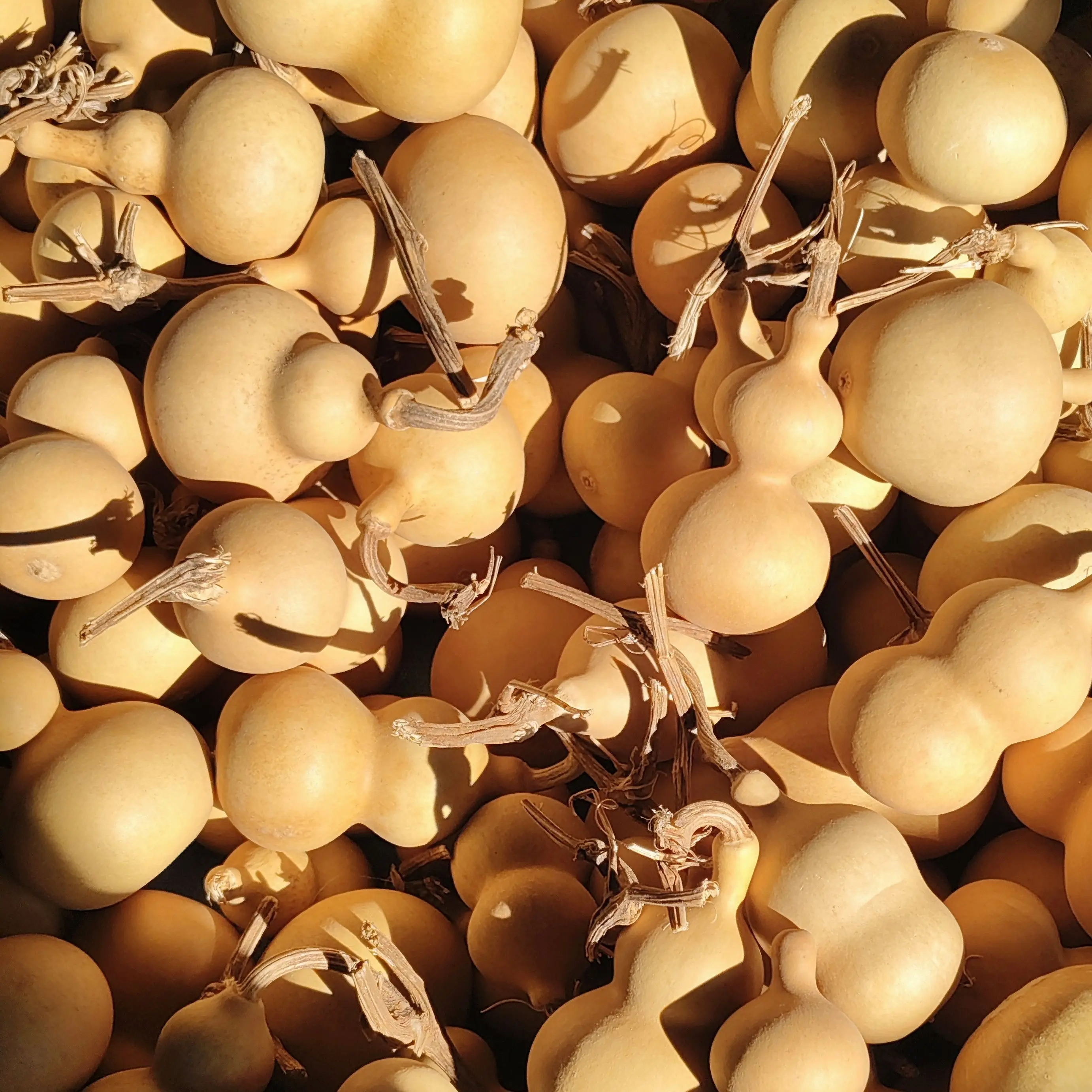 精挑细选小葫芦5个（起售）