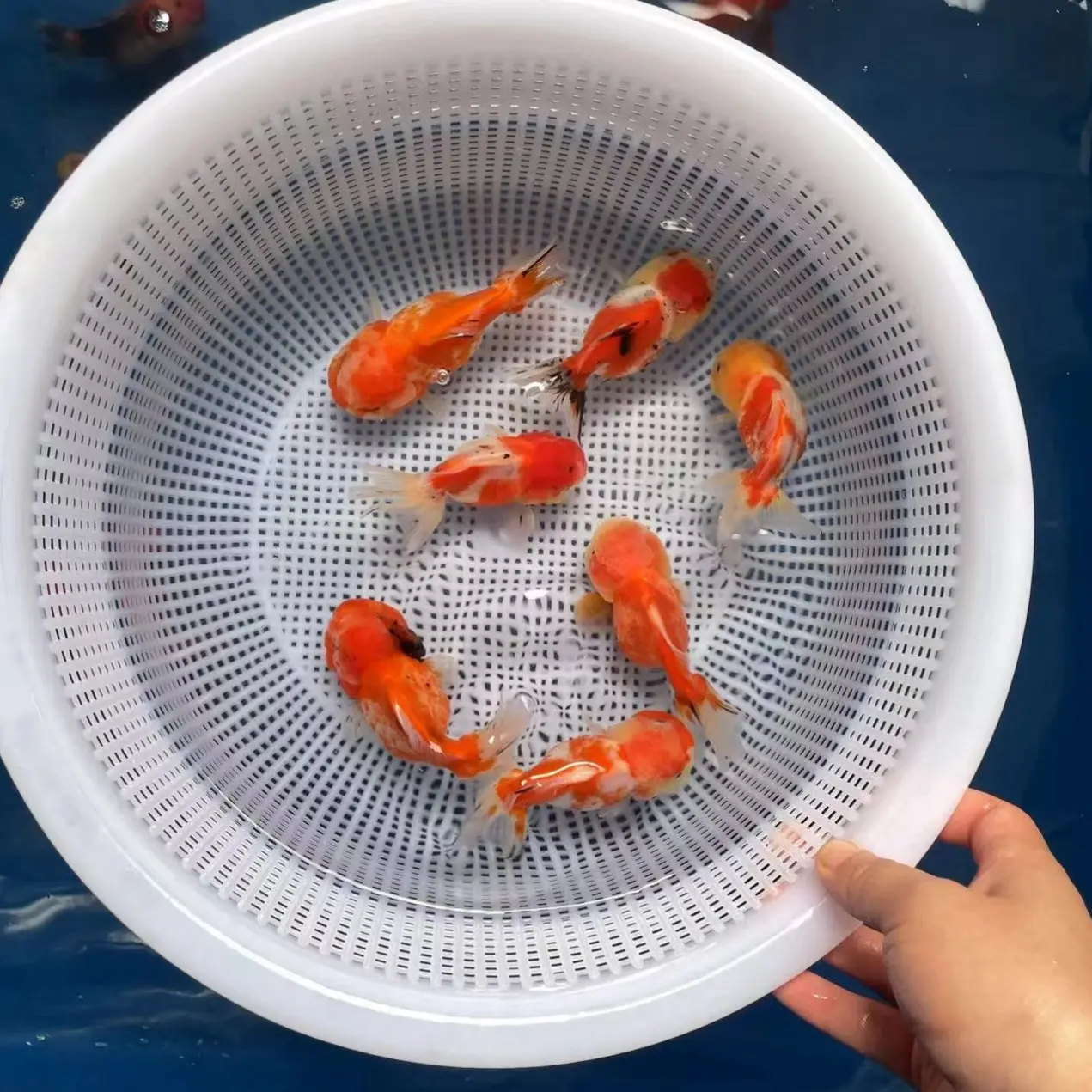 冷水观赏鱼元宝泰狮金鱼【直播间选鱼】