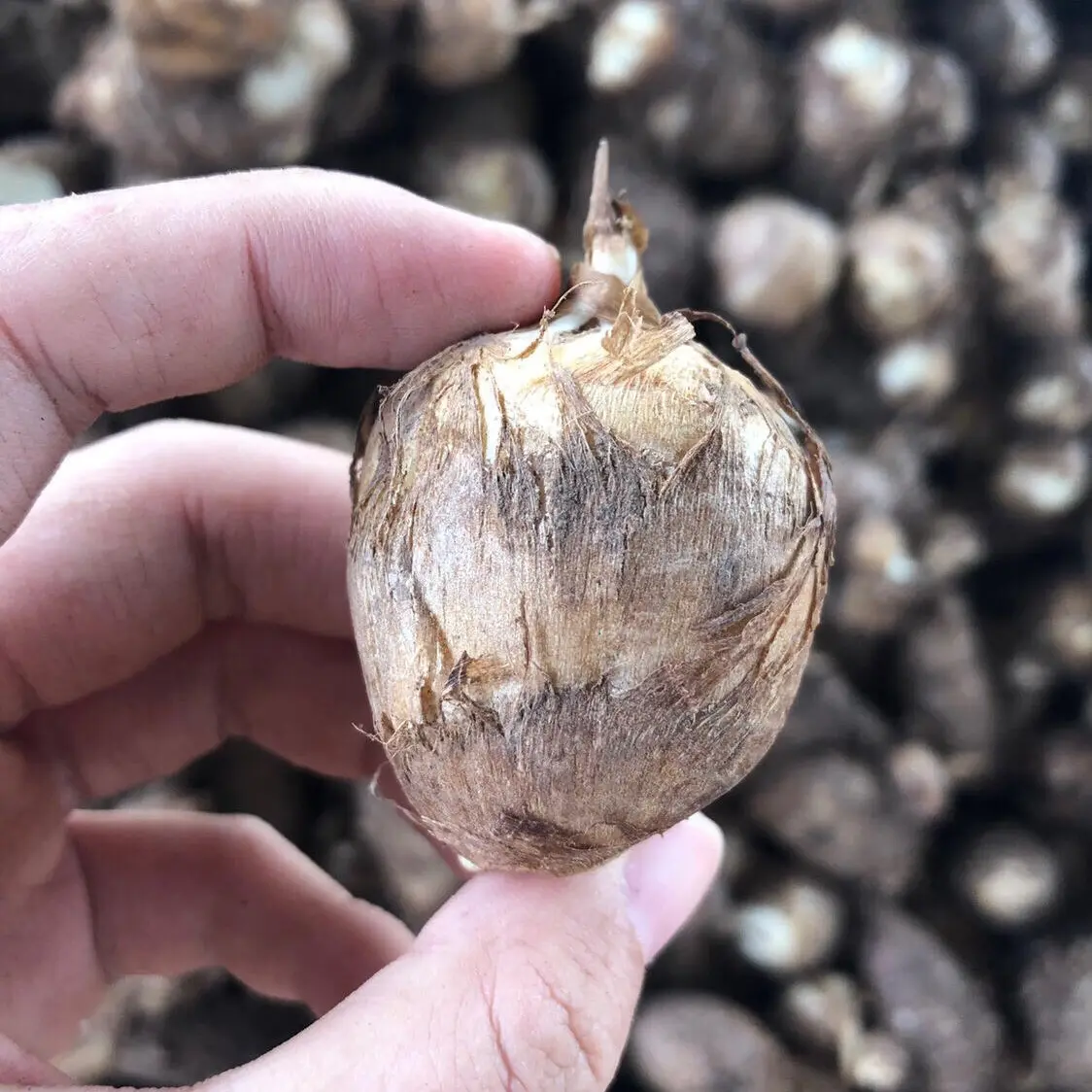 新鲜应季牛奶小芋头香甜软糯现挖蔬菜