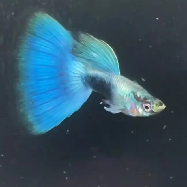 孔雀鱼一对（补差价专用）