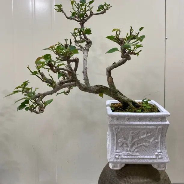 中国红盆景绿植15分钟美观好养警告解读中方桃金娘火棘果日本