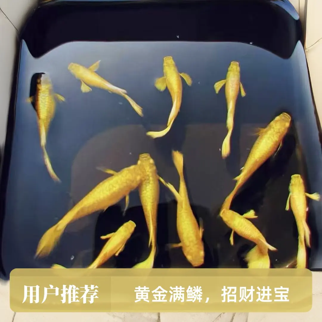 黄金孔雀鱼赛级金龙基因满鳞品种皮实耐活招财进宝水族鱼
