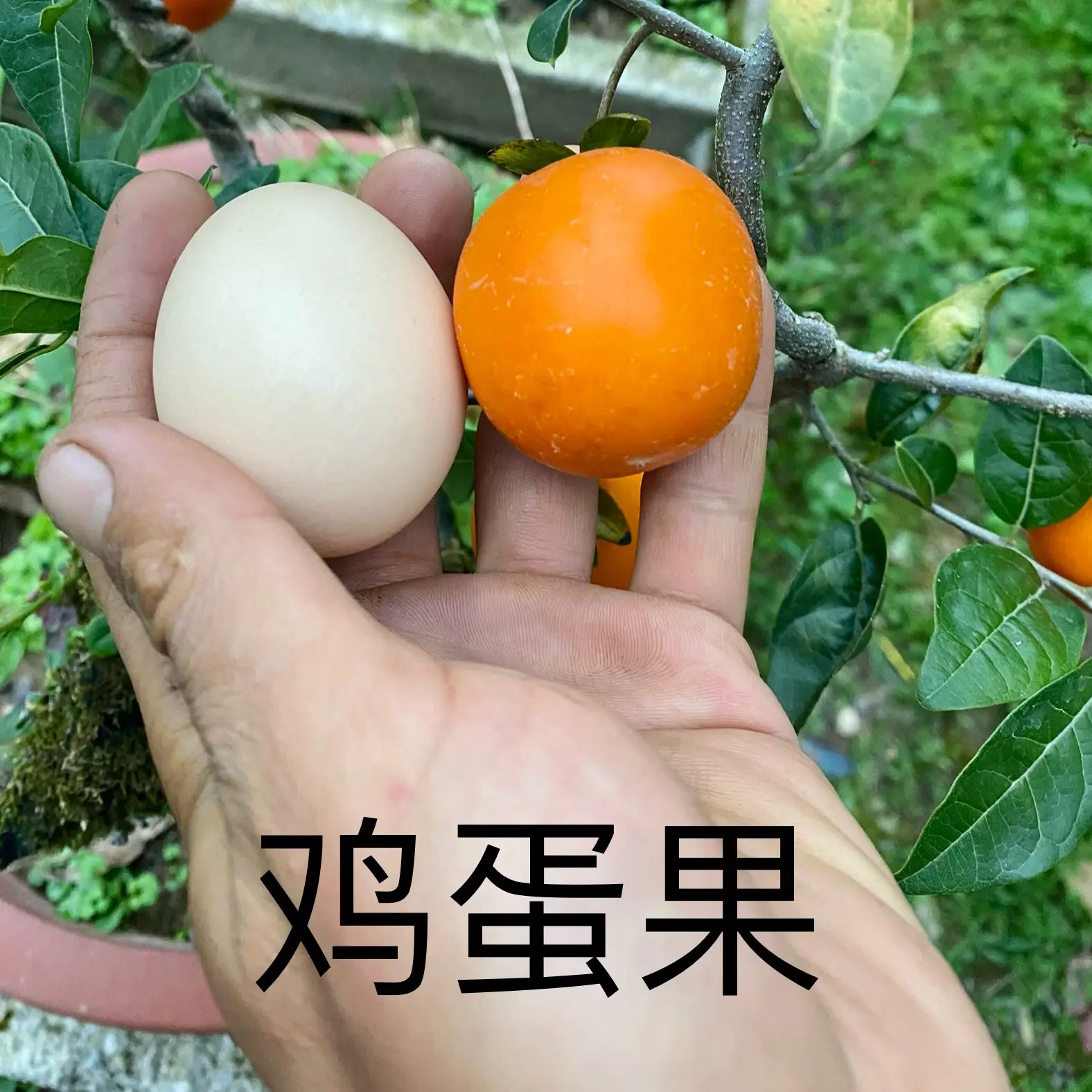 灌木金弹子优选练手下单现挖鲜活母桩嫁接过瓶兰花黑塔子