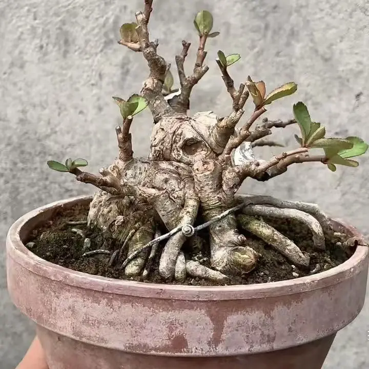 【直播链接】一物一拍，下单备注编号