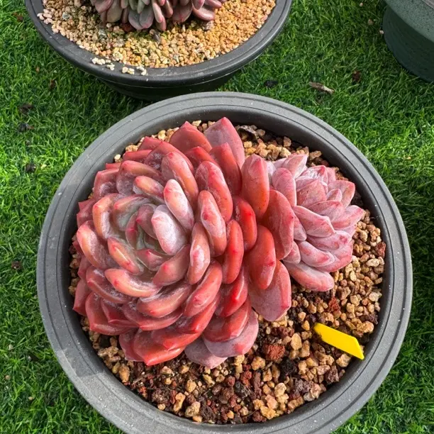 橙梦露群生多肉植物精控精品新手好养