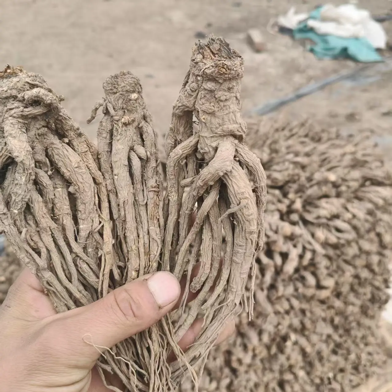 高原产地当归自然晾晒，可煲汤炖肉泡酒滋补养生