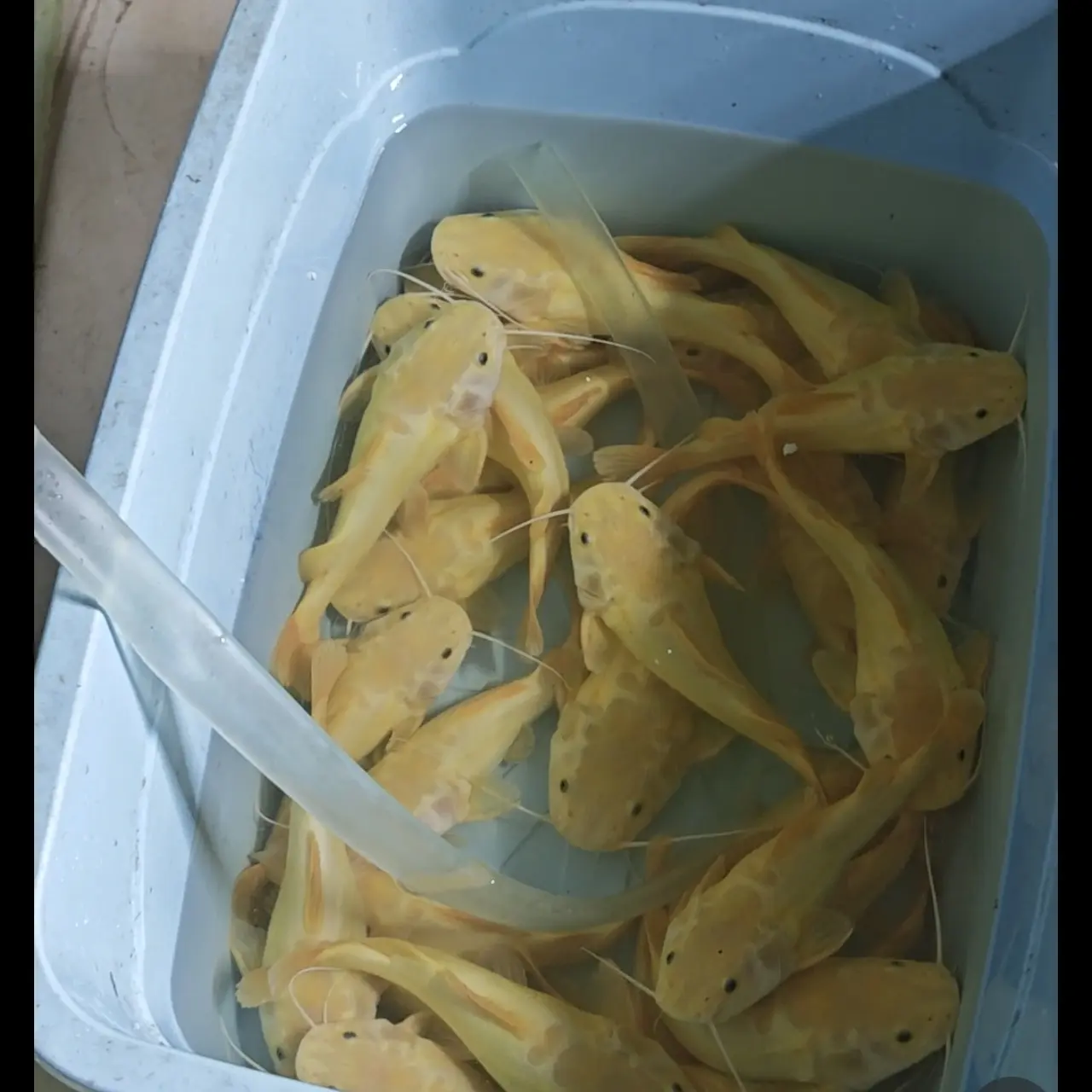 亚马逊观赏鱼黄金猫