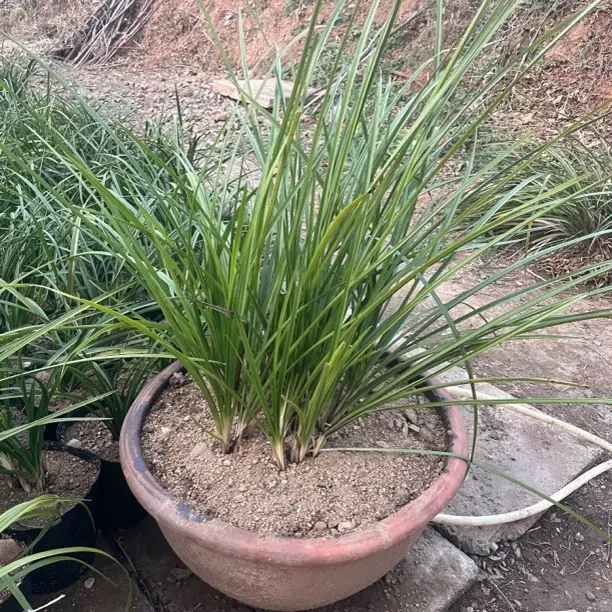 石菖蒲水栽培养植物鱼缸龟池造景净化水质绿植