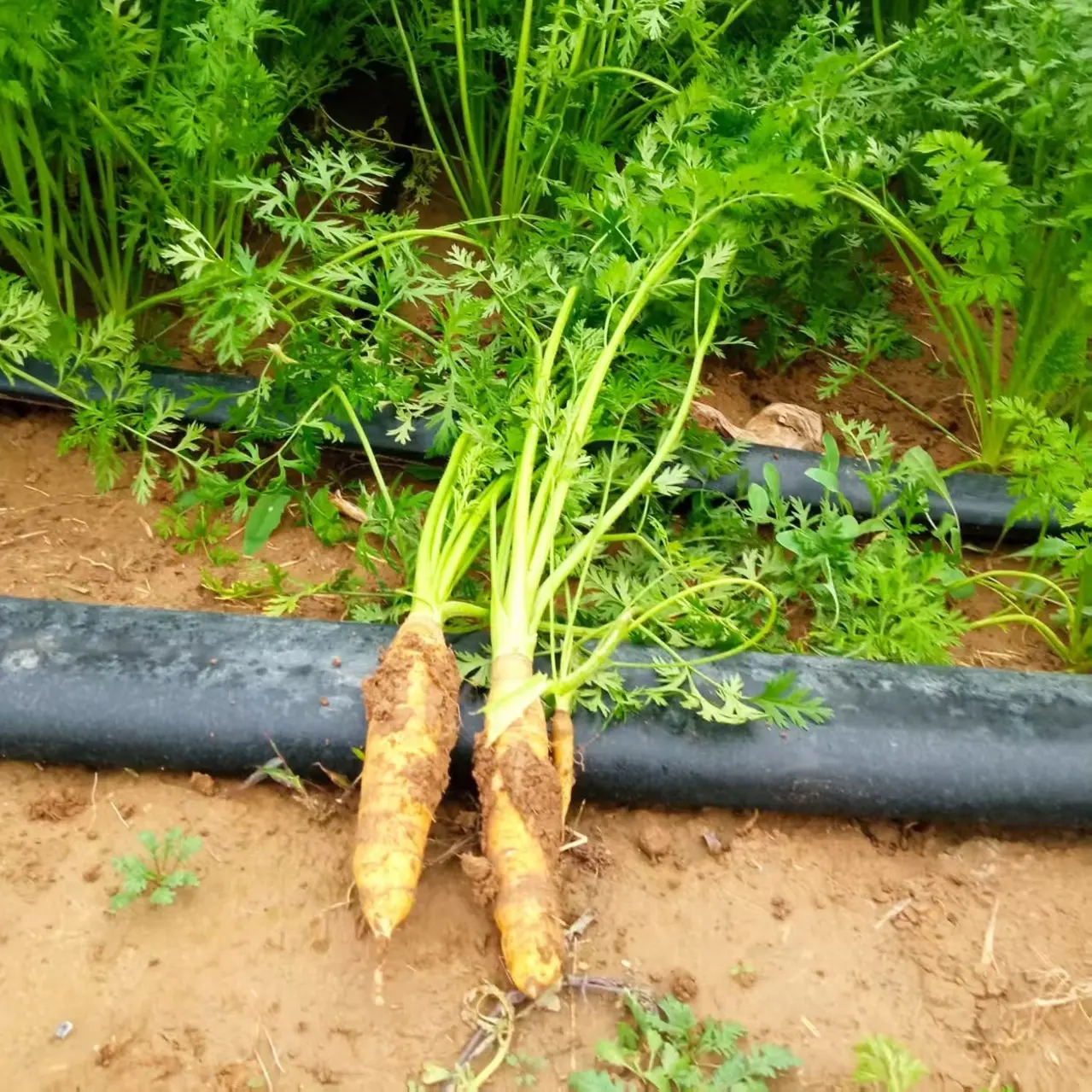 胡萝卜/复原肥种植/绿色安全/生态种植