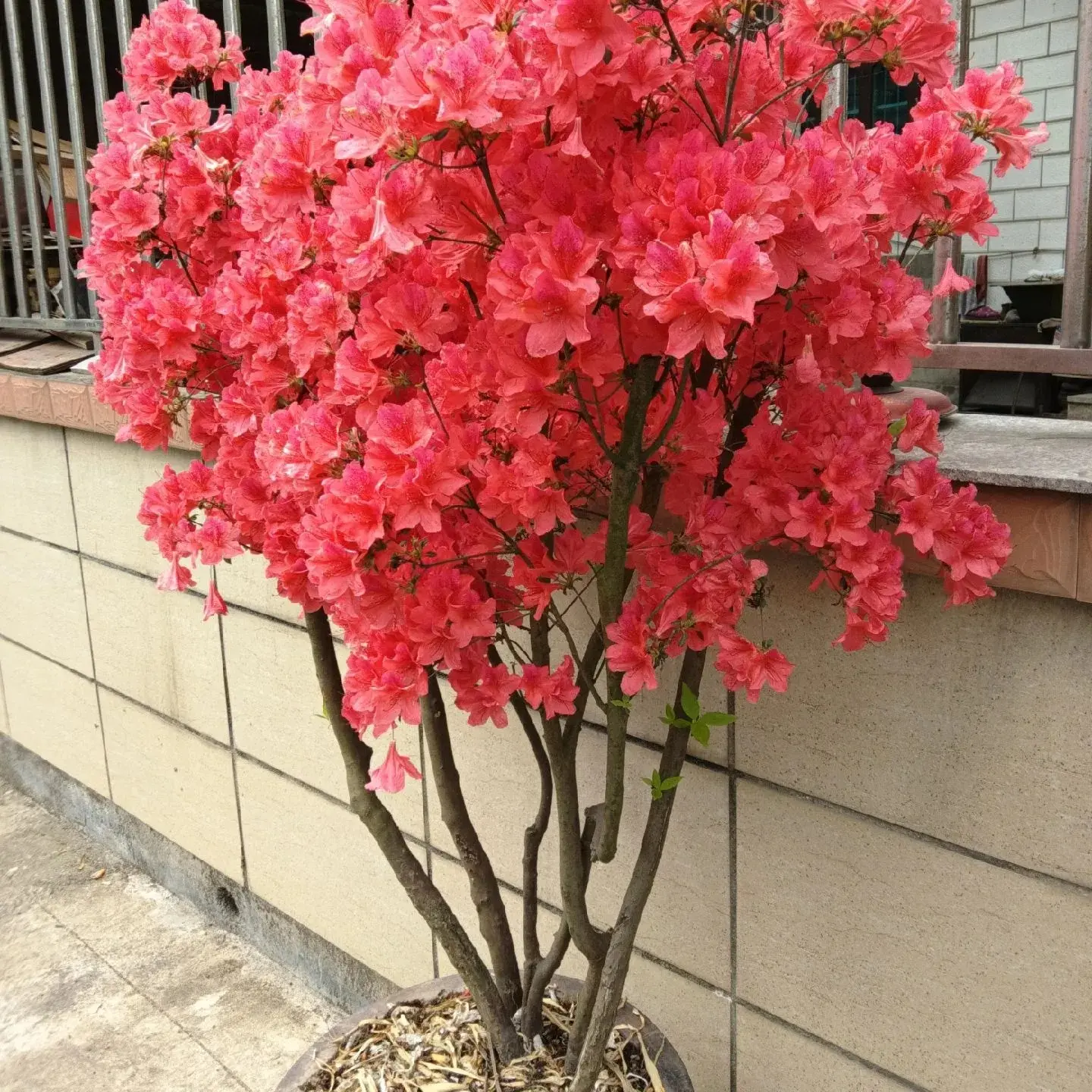映山红鸡血红室内庭院阳台花卉植物盆栽