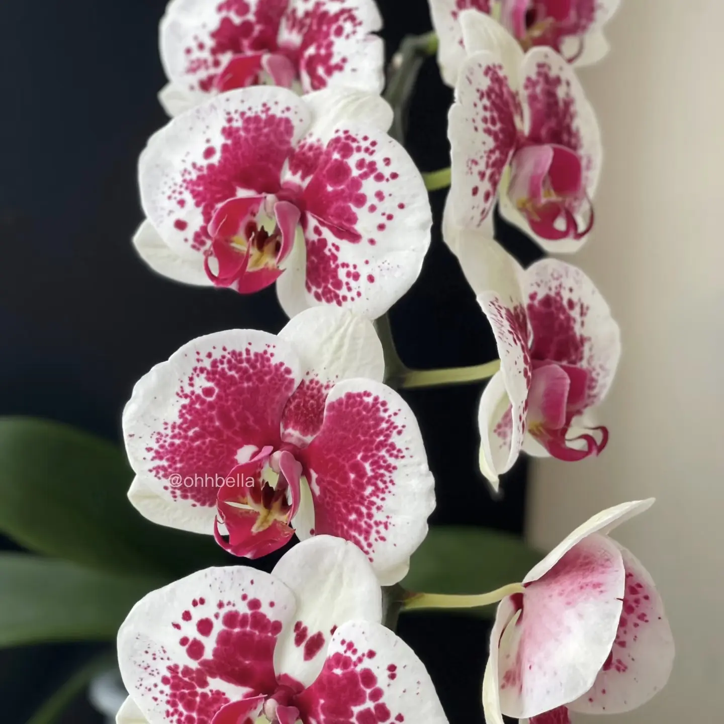 鸿运财神蝴蝶兰 鲜花盆栽